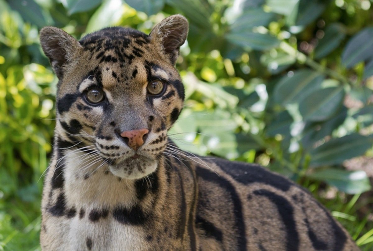 Дымчатый леопард спит