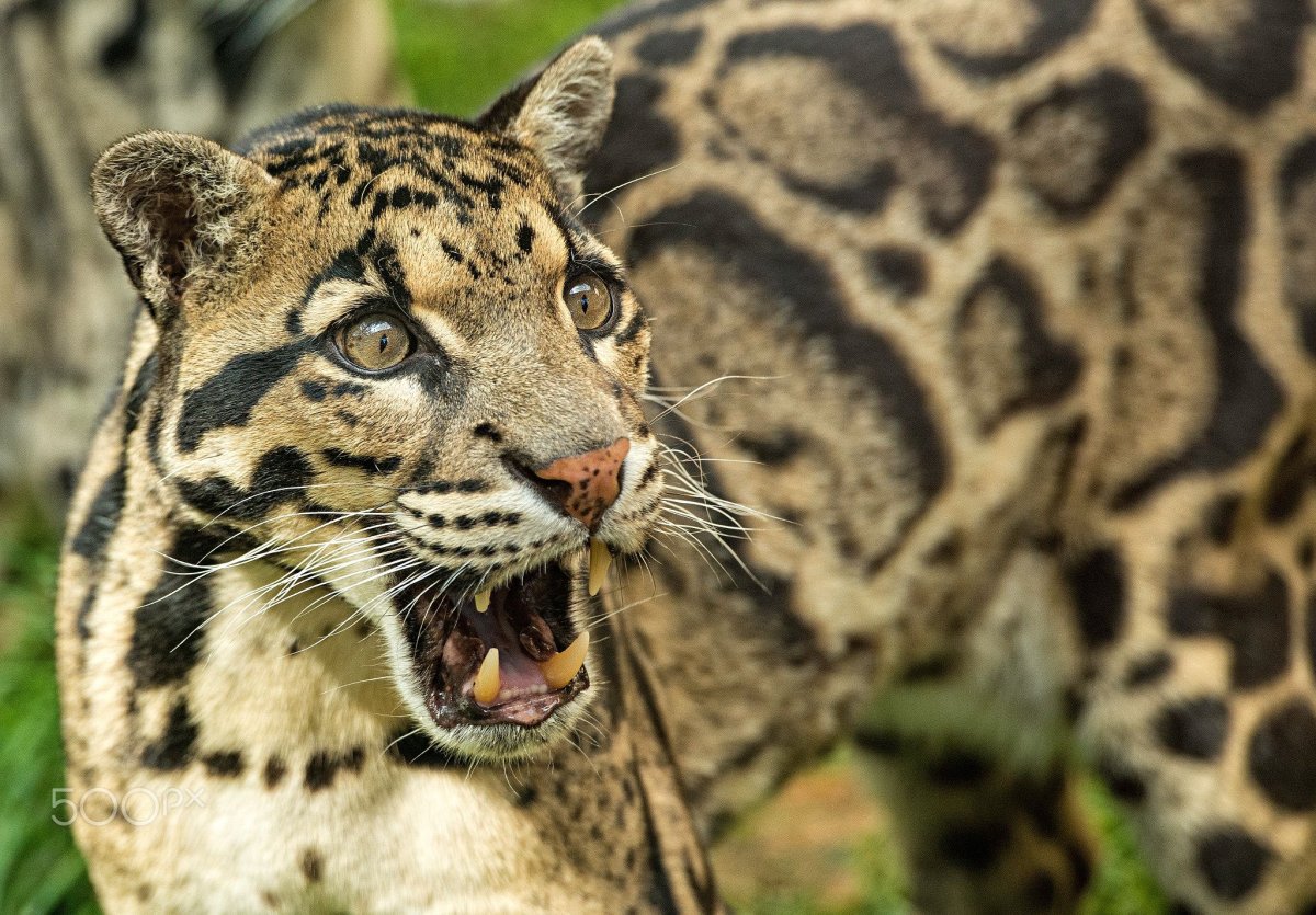 Дымчатый леопард меланист