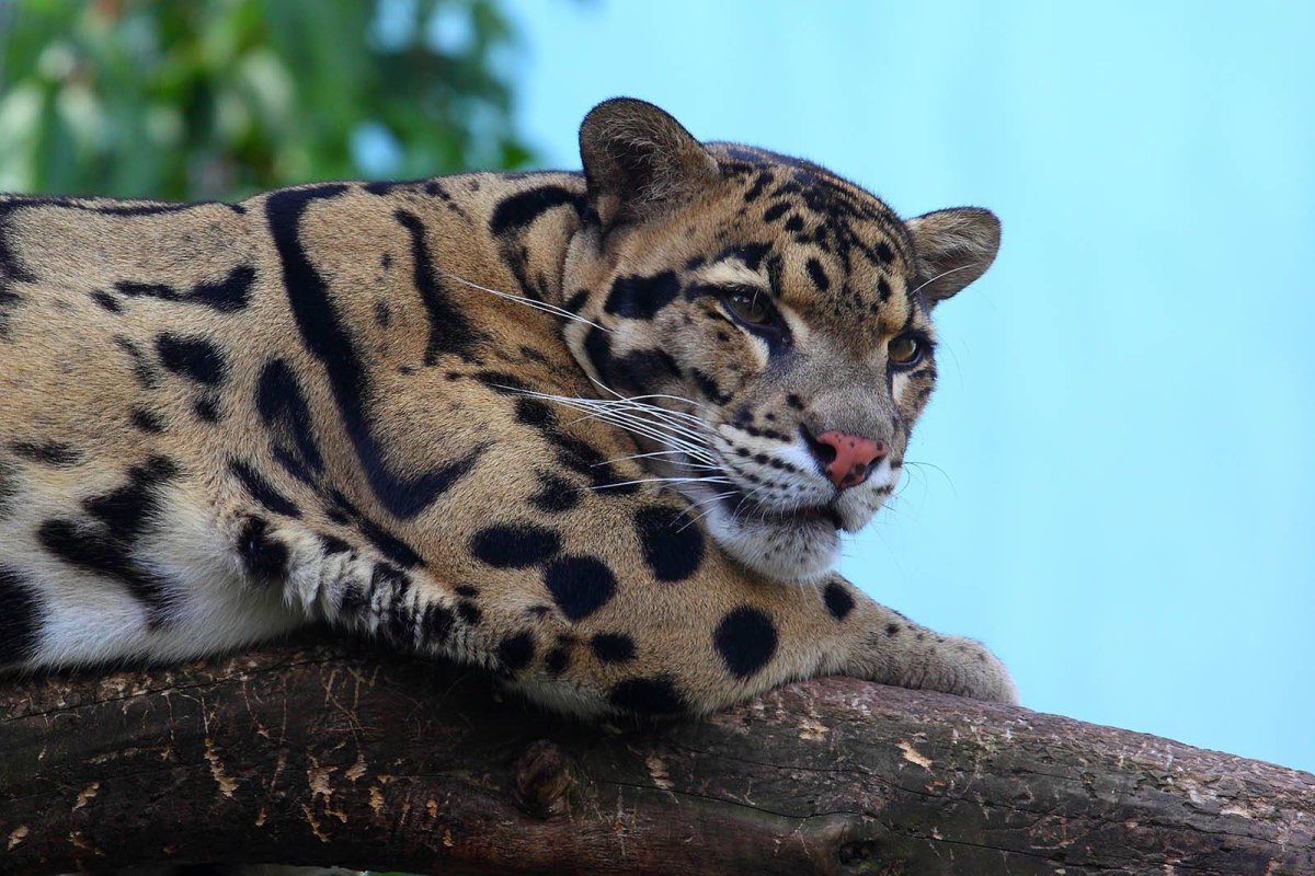 Тасманский дымчатый леопард