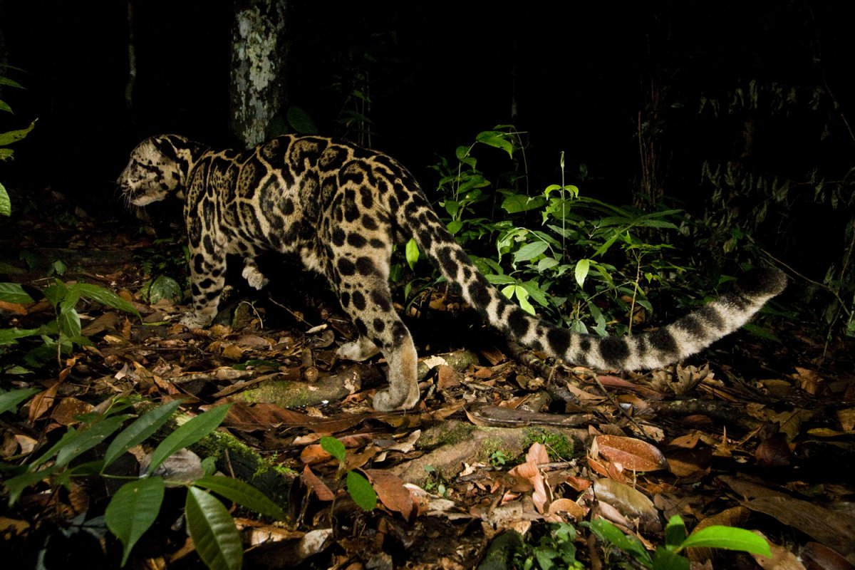 Ягуар домашний питомец