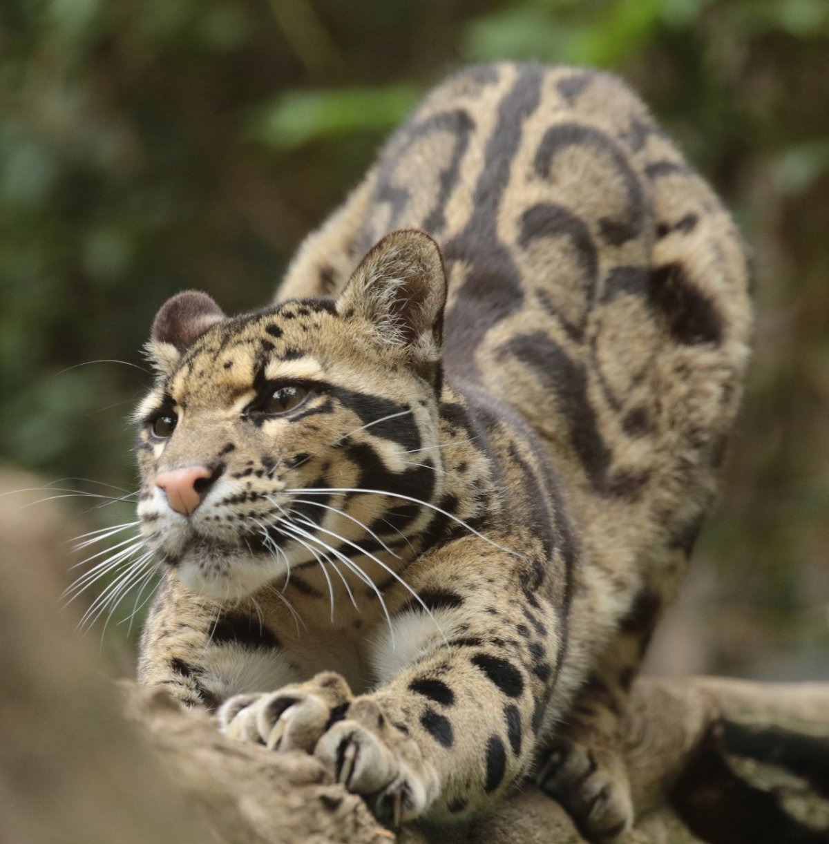 Дымчатый леопард