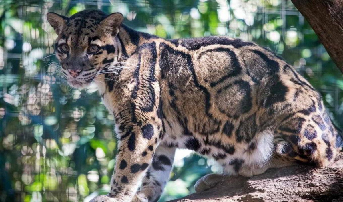 Дымчатые леопарды (Neofelis)