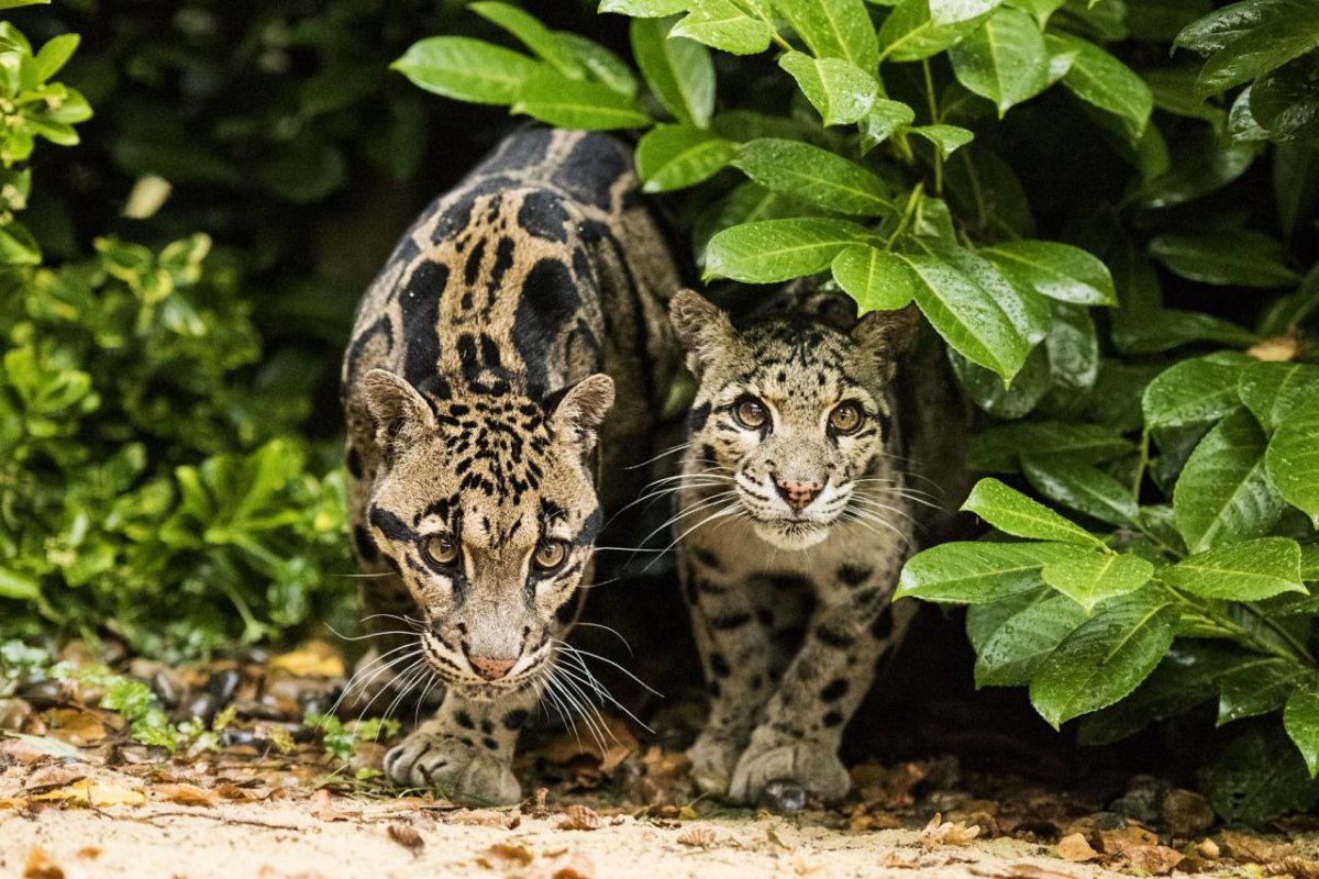 Белый дымчатый леопард