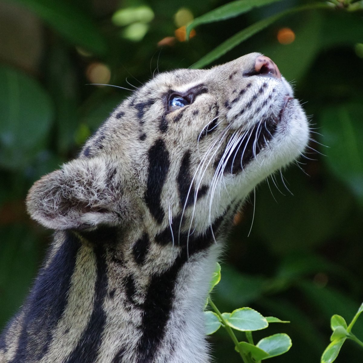 Дымчатый леопард (Neofelis nebulosa),