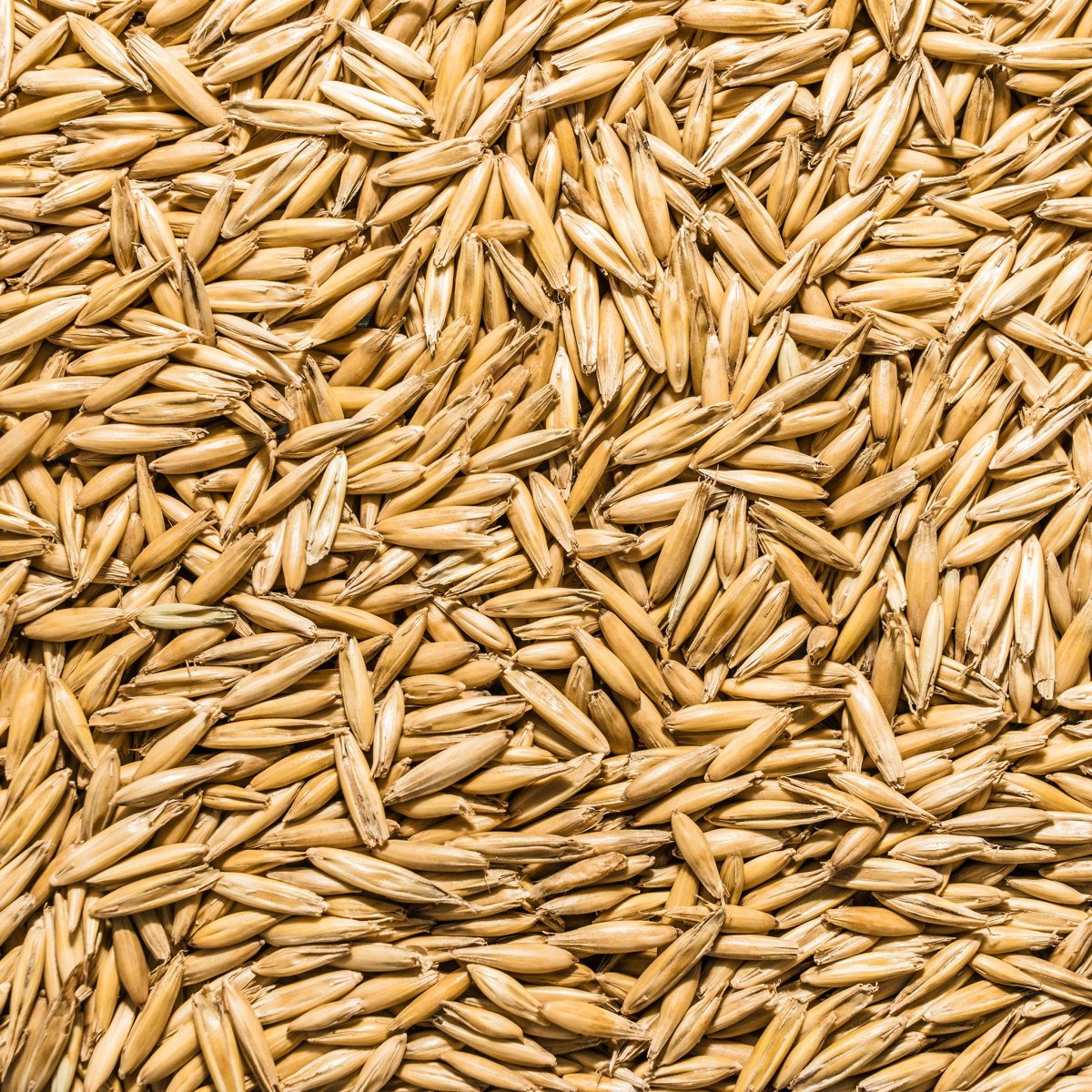 Овсяное зерно