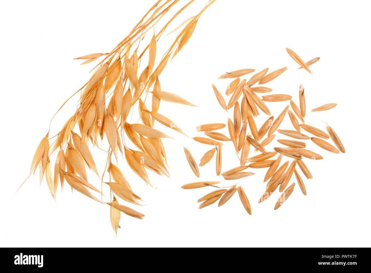 Овес на белом фоне