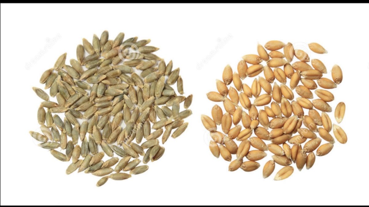 Зерна пшеницы и ржи