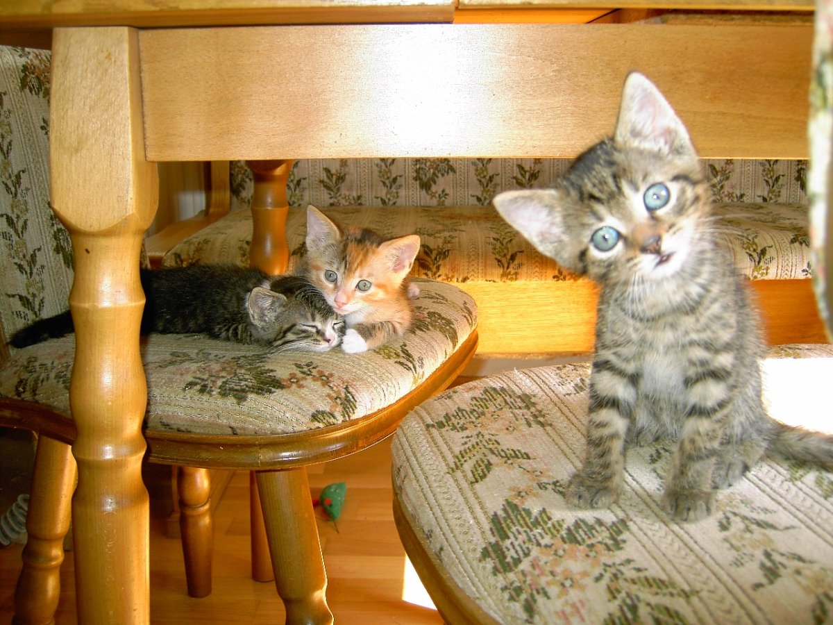 Солдаты в трусах