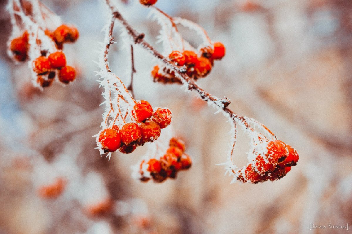 Осенний иней