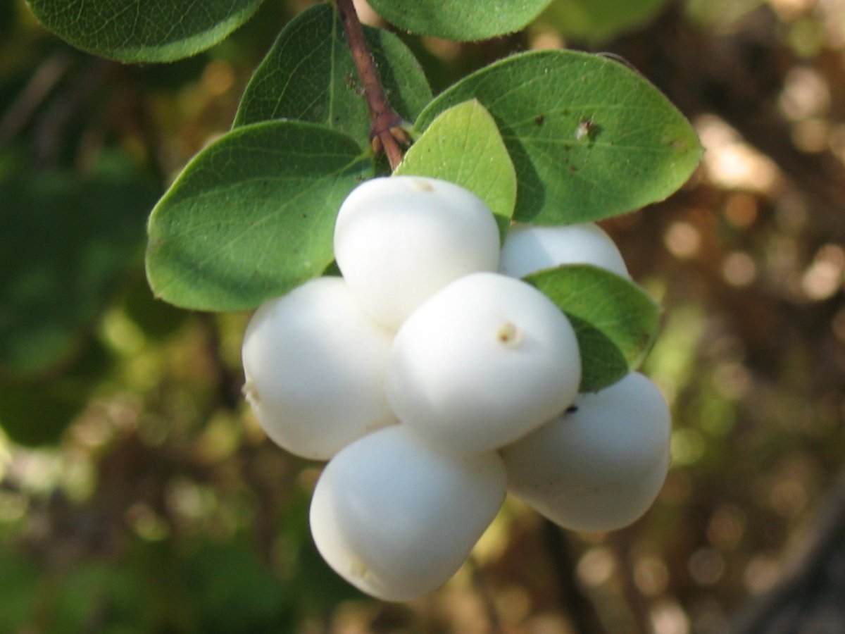 Снежноягодник белый (Symphoricarpos Albus) куст