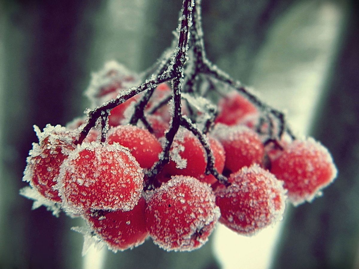 Рябина зимой