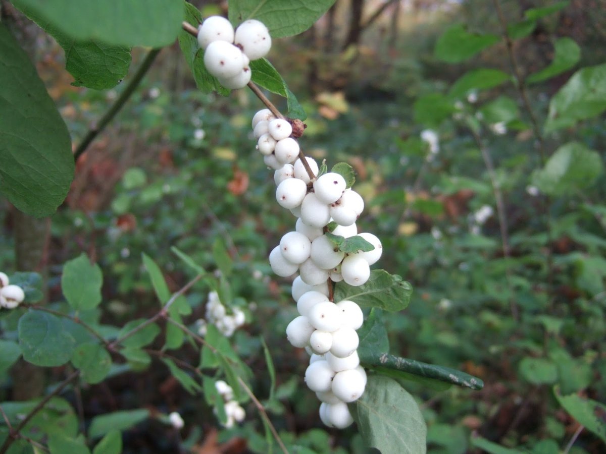 Снежноягодник жемчужный