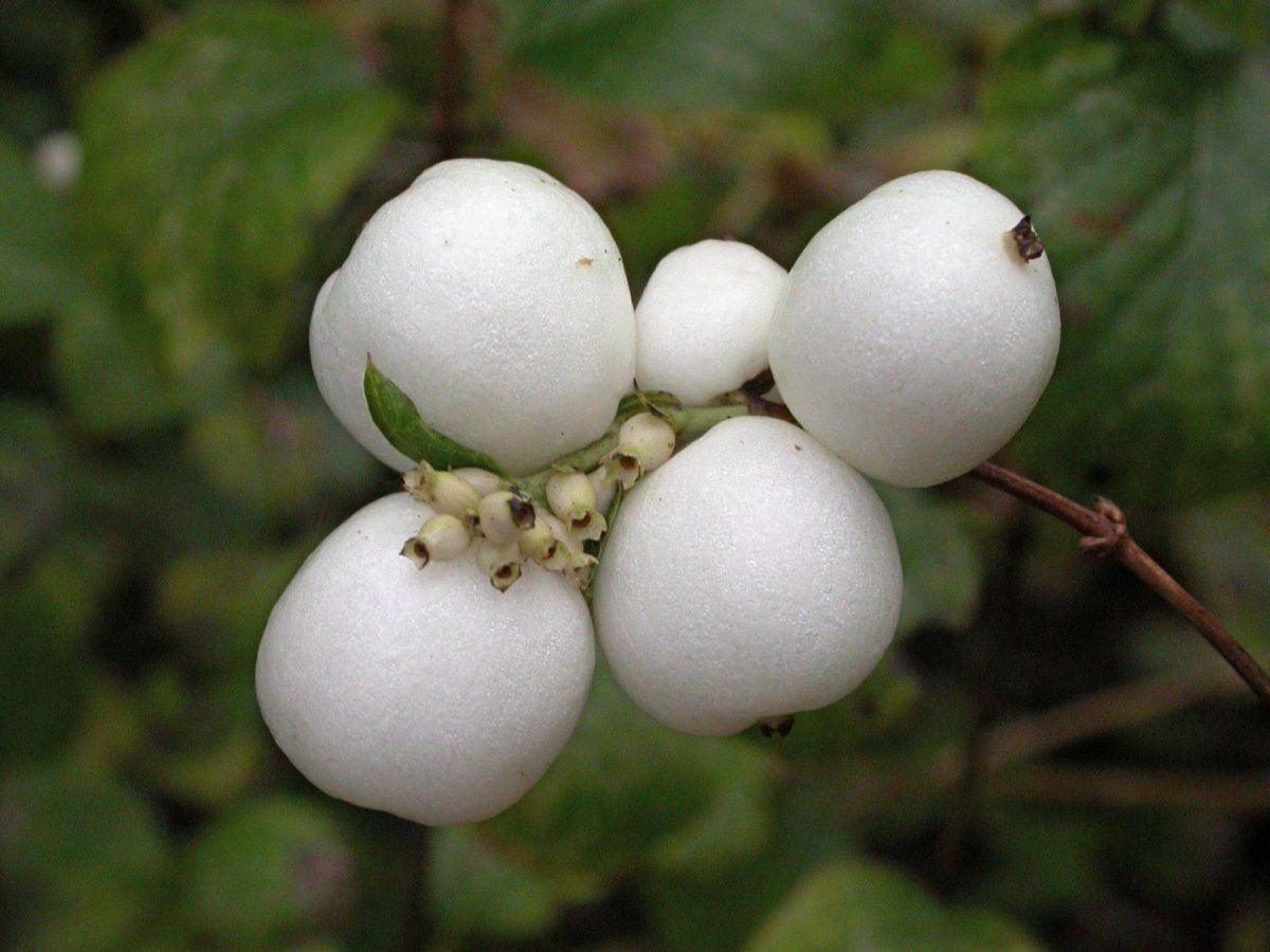 Снежноягодник белый