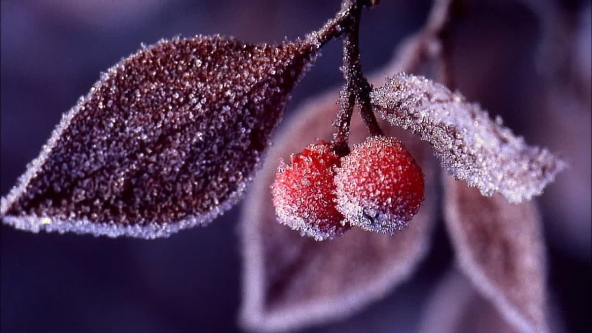 Зимняя вишня ягоды