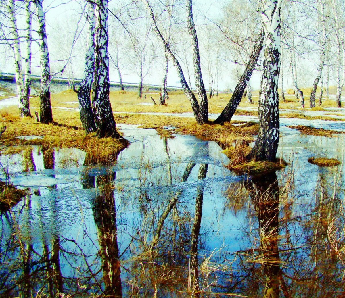 «Березы. Половодье» Шишкин