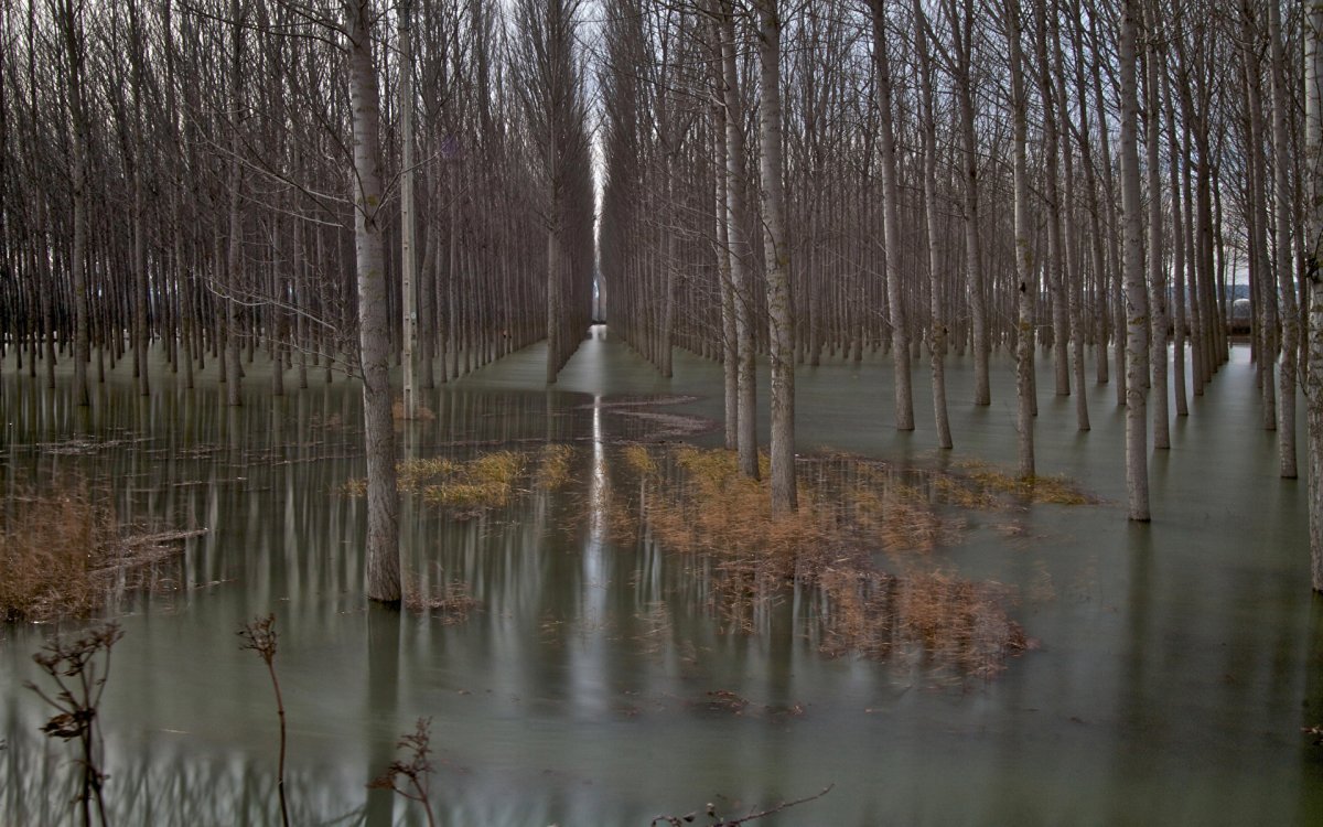 Затопленный лес