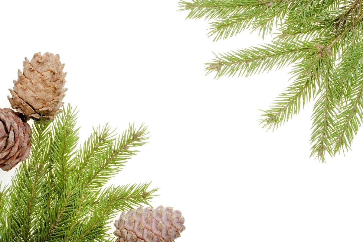 Елочные ветки с шишками