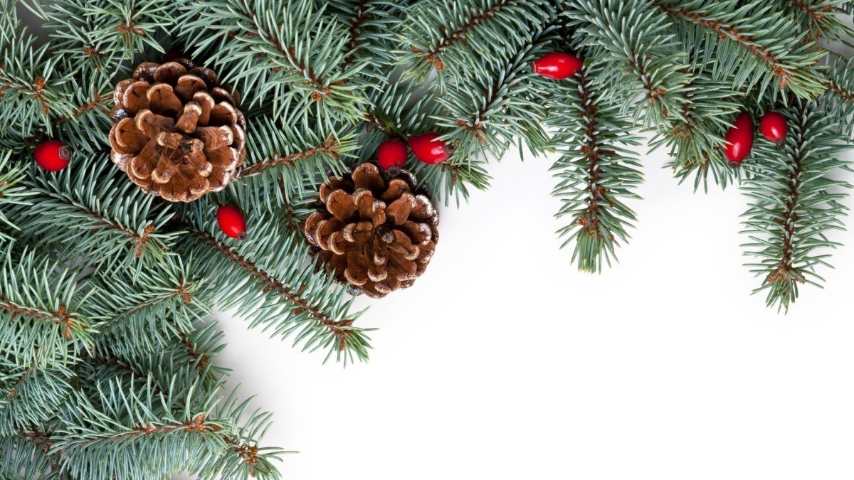 Елочная ветка