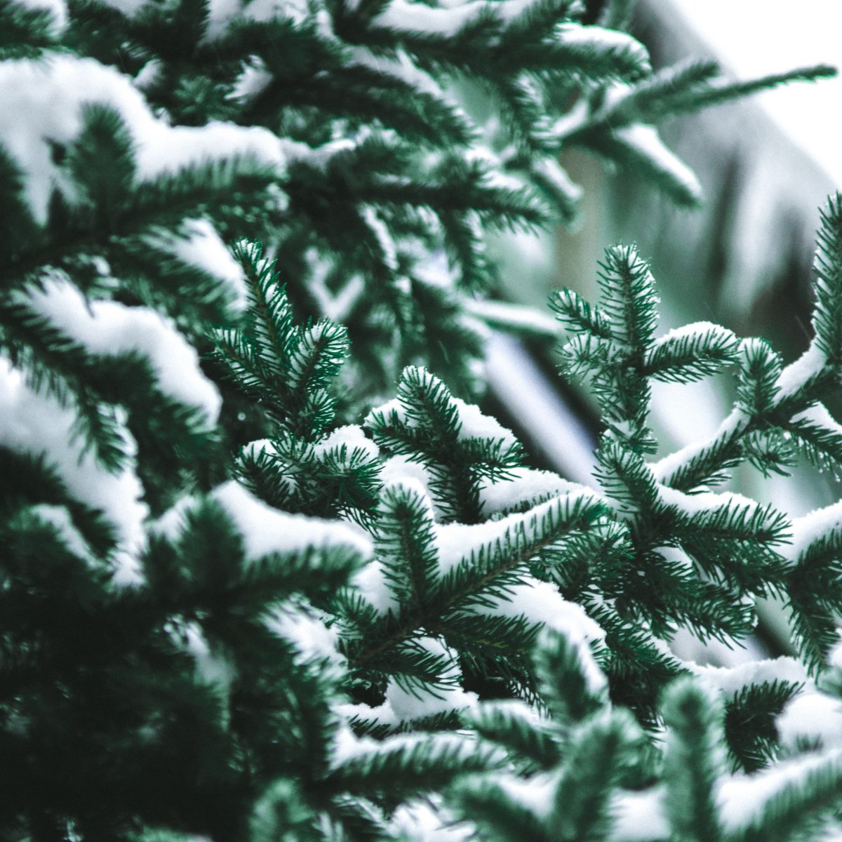 Хвоя в снегу