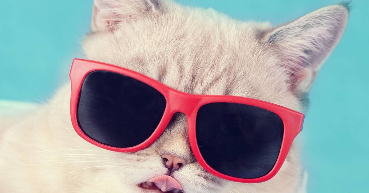 Кот в очках обои