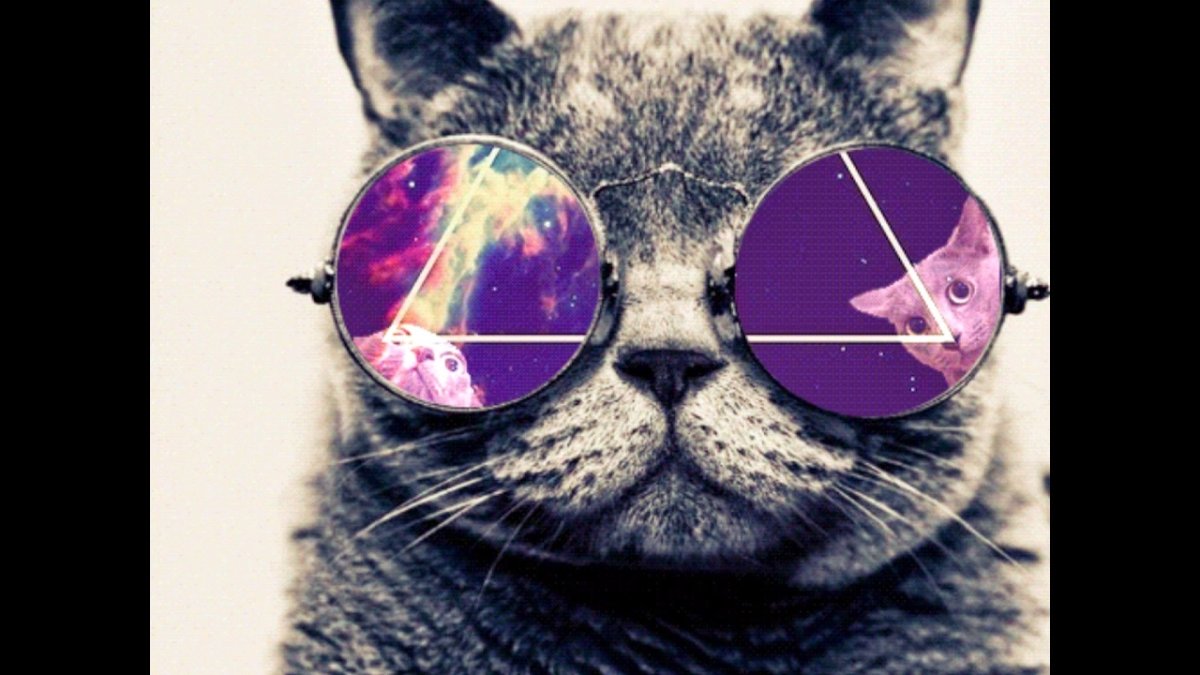 Котик в солнечных очках