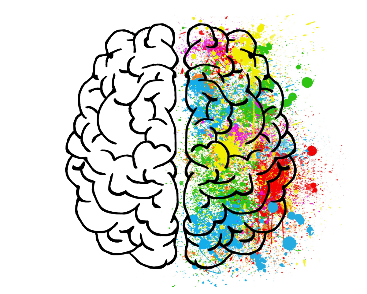 Полушария мозга