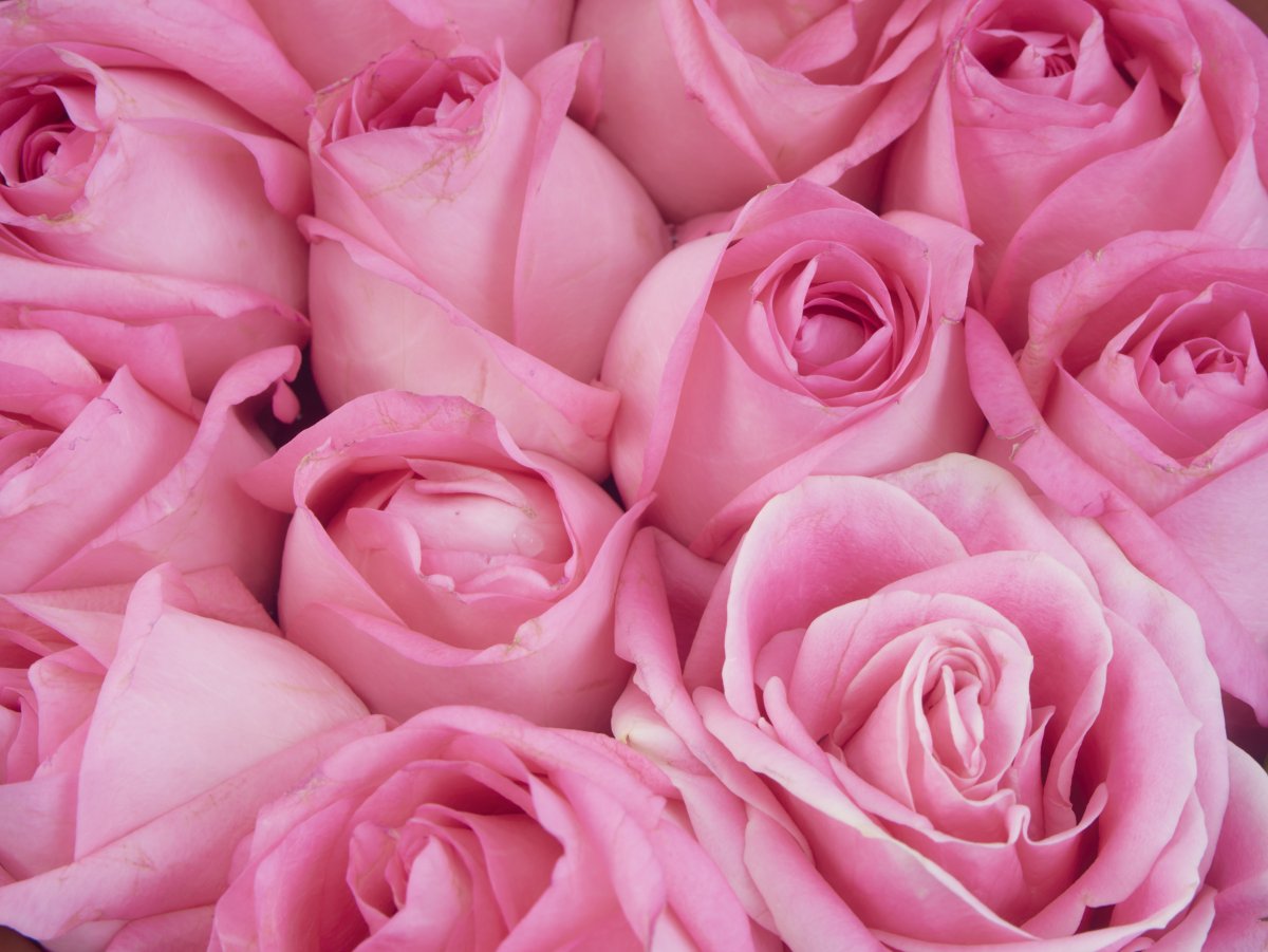 Роза Пинк майолика