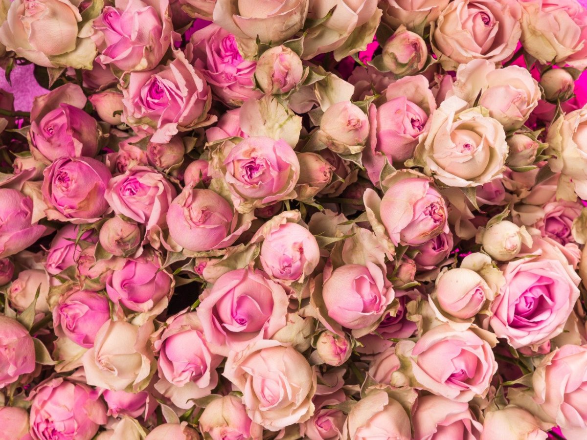 Нежный букет