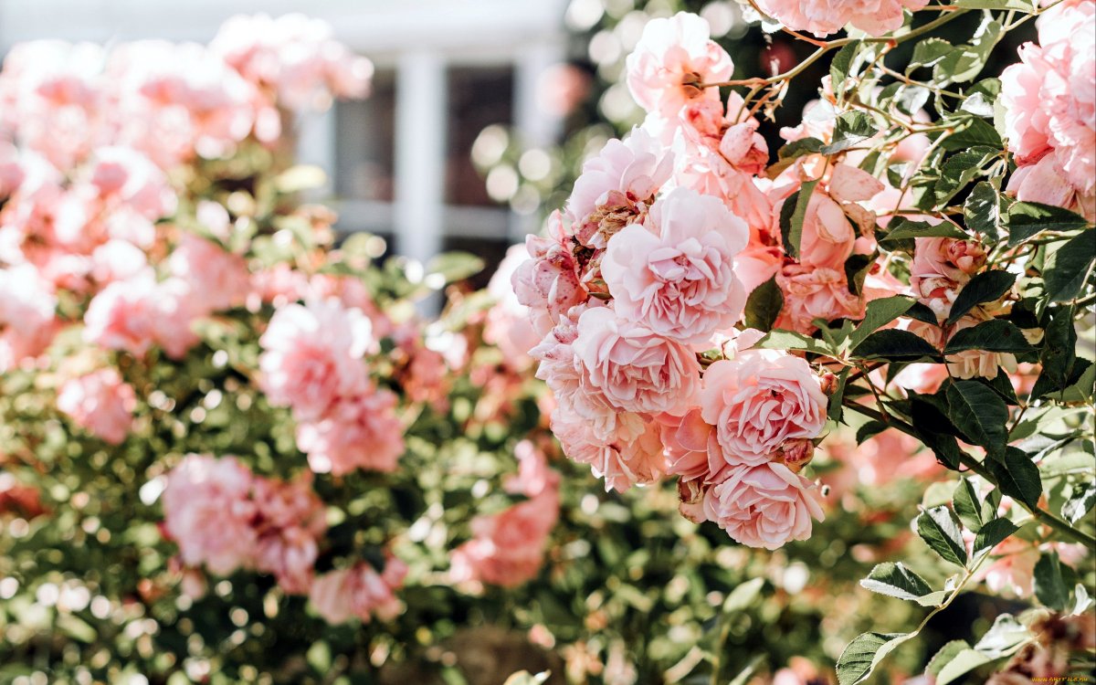 Розы Эстетика Пинтерест