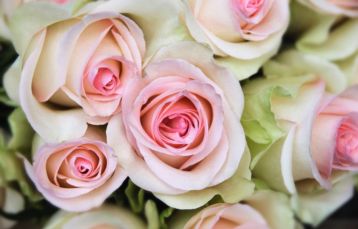 Нежный розовый букет