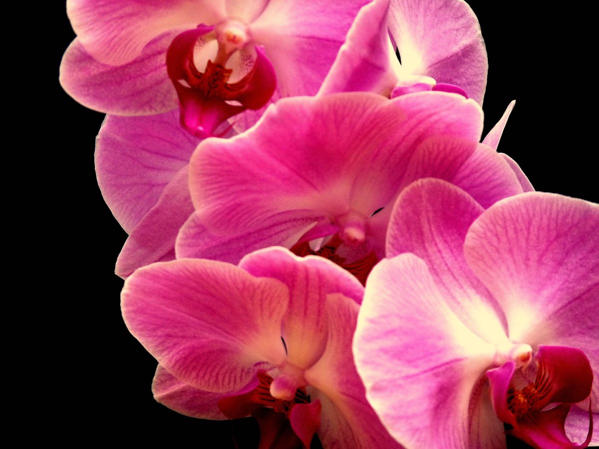 Орхидея Камелия фаленопсис