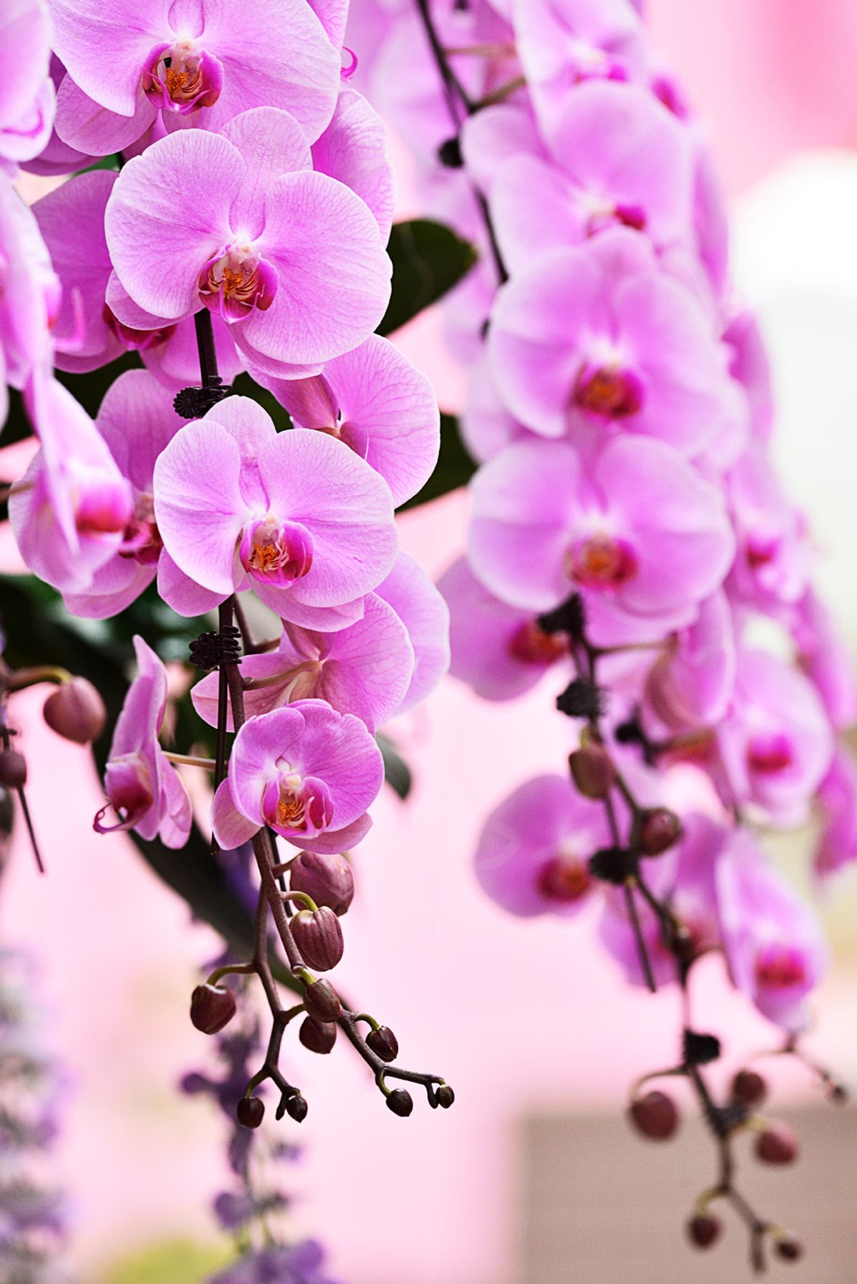 Много орхидей