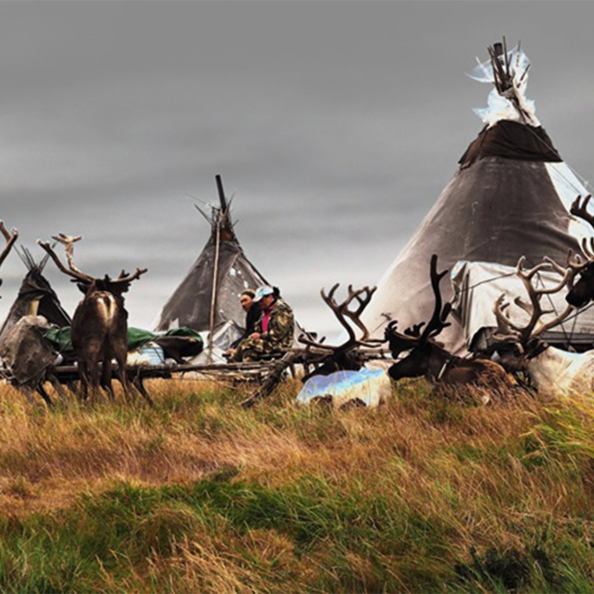 Северный олень Ямал