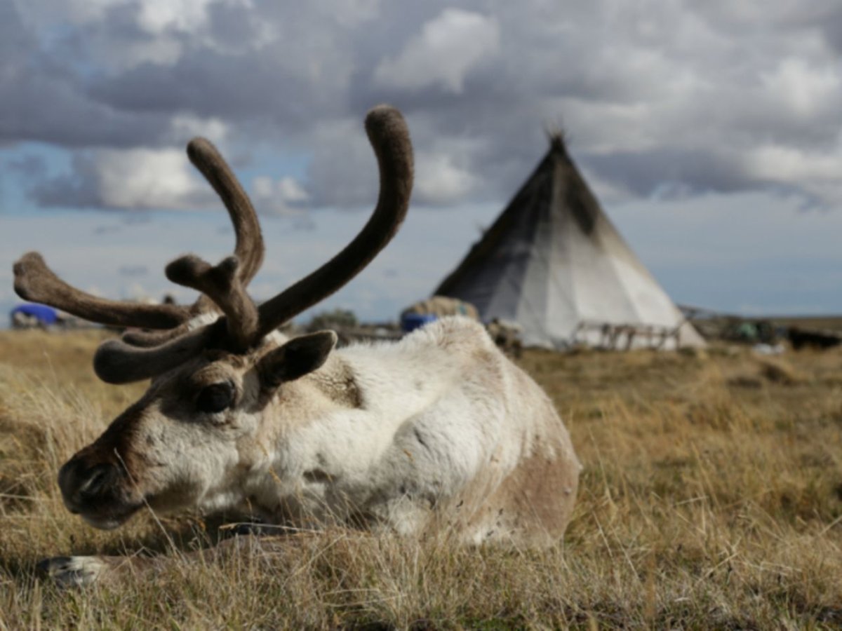 Ноябрьск олени