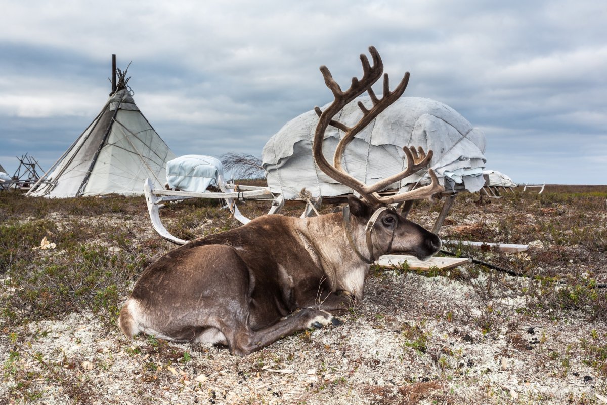 Фотоконкурс «мир глазами коренных народов. Культура, традиции, быт»