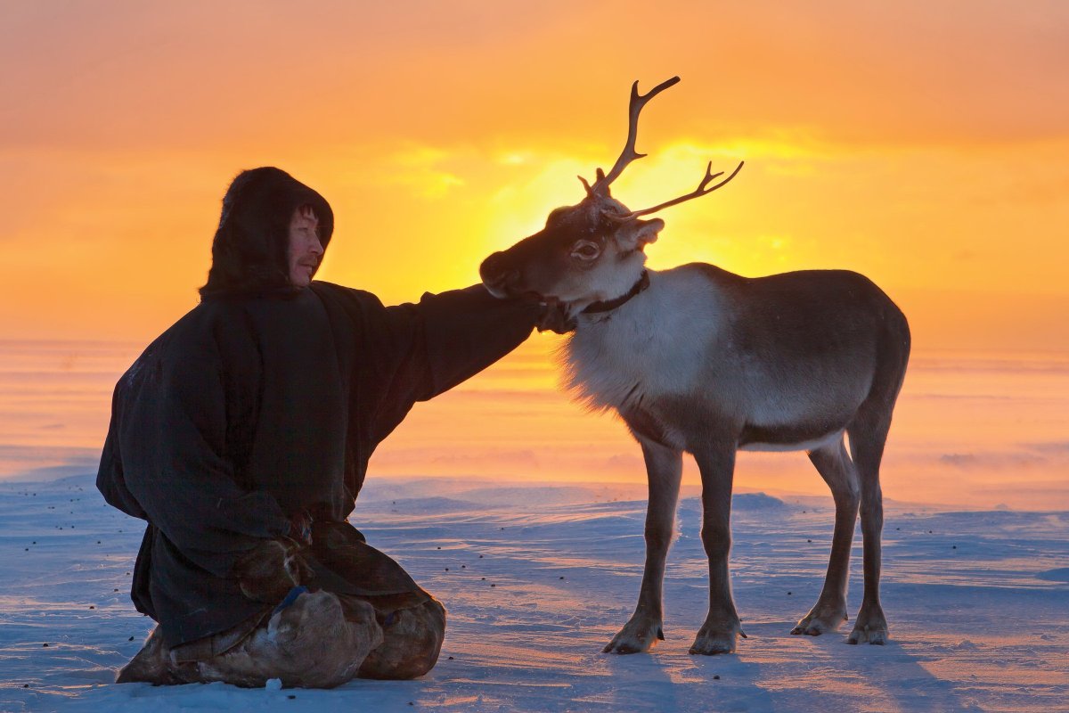 Северный олень в тундре