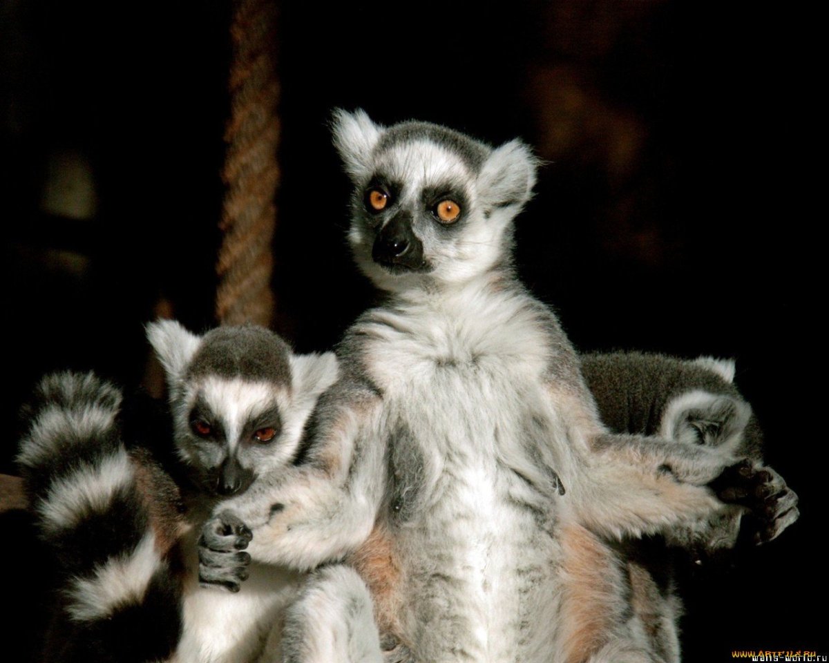 Узбагоительное лемур