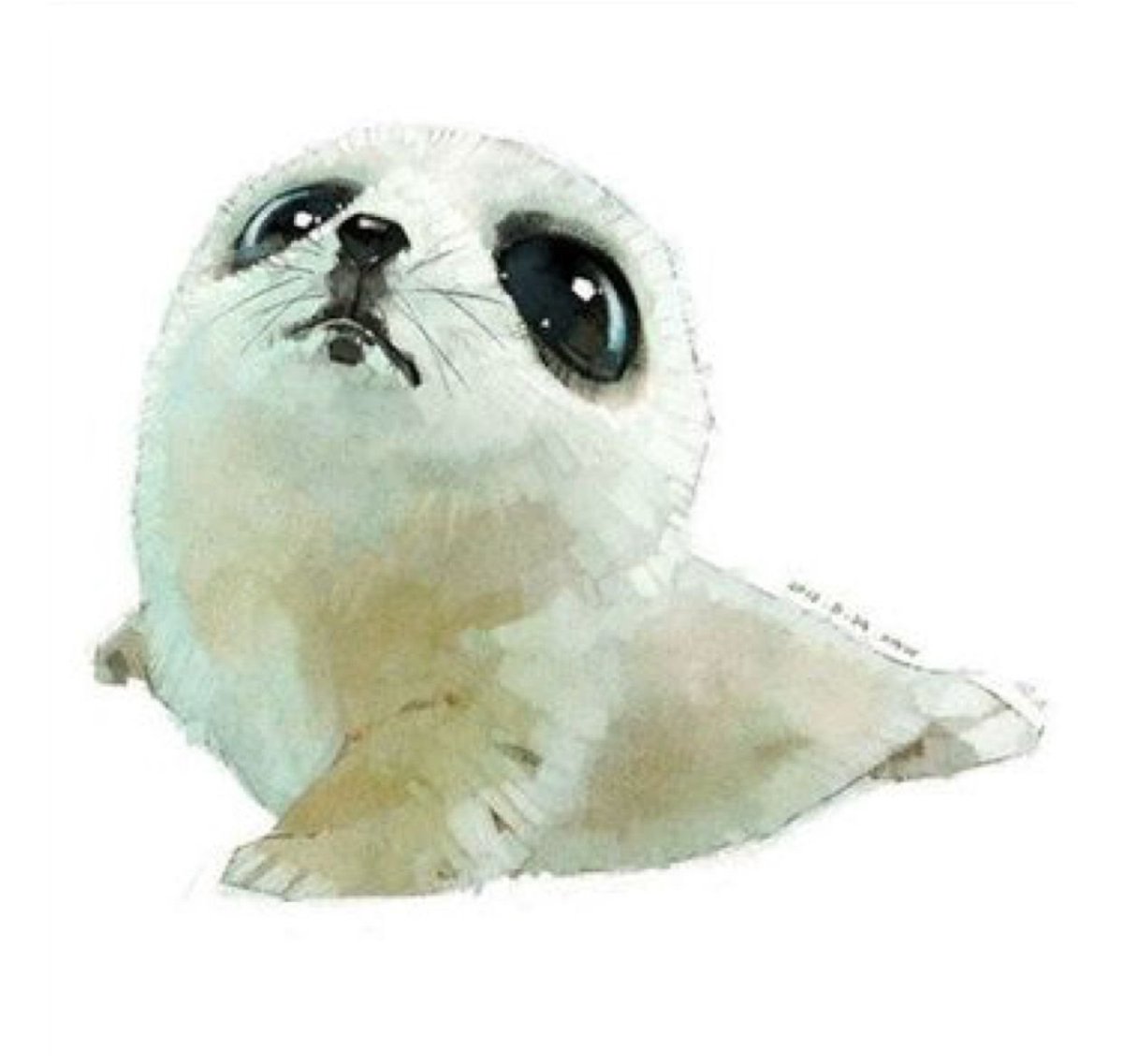 Каспийский тюлень (Каспийская Нерпа)