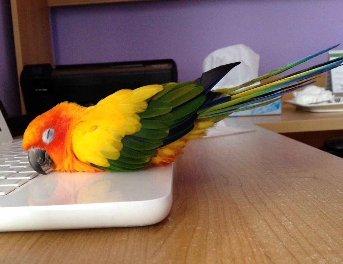 Сонный попугай