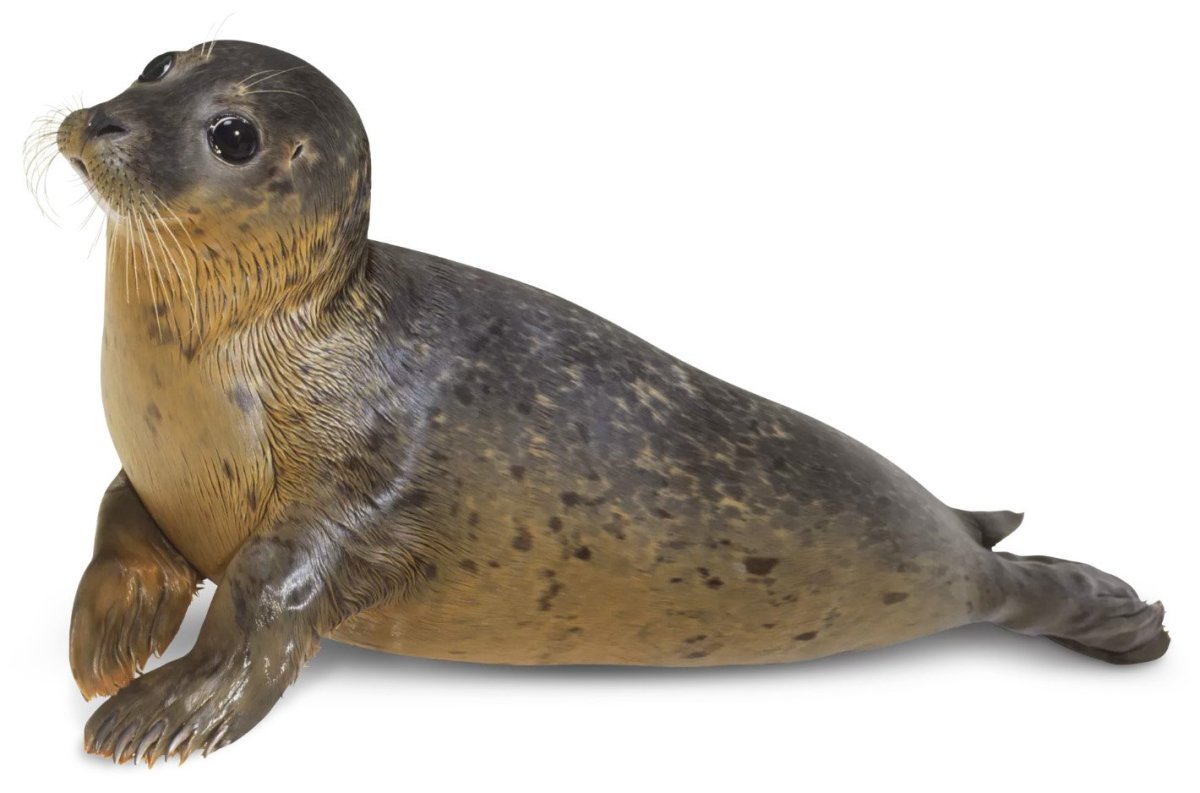 Нерпа Байкальская рисунок