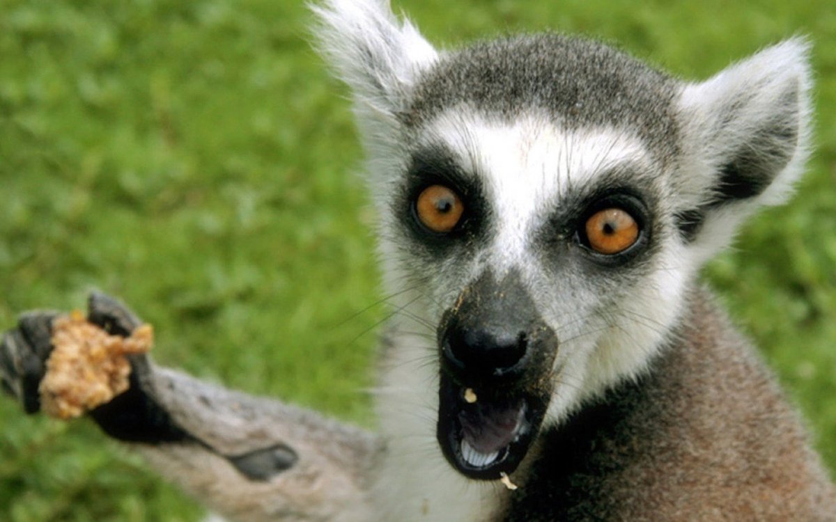 Лемур збагойствие