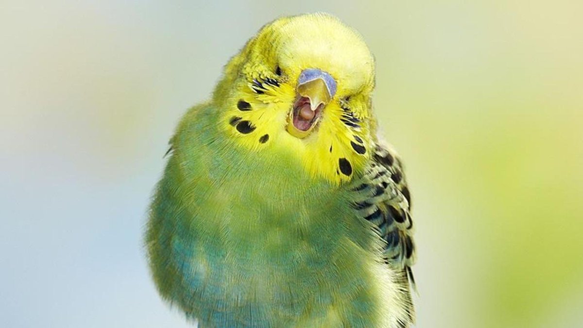 The budgerigar-Budgie Parrot