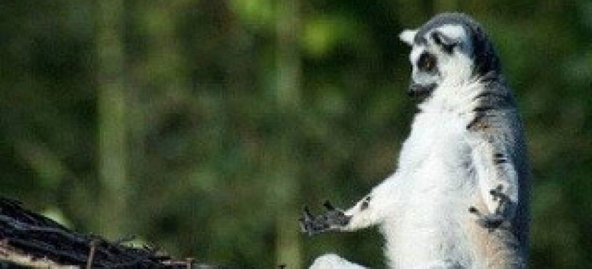 Я збагоен лемур