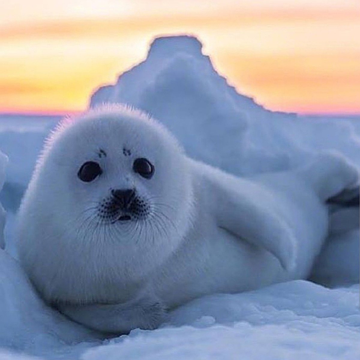 Тюлень арт
