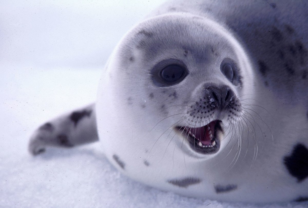 Нерпа трафарет