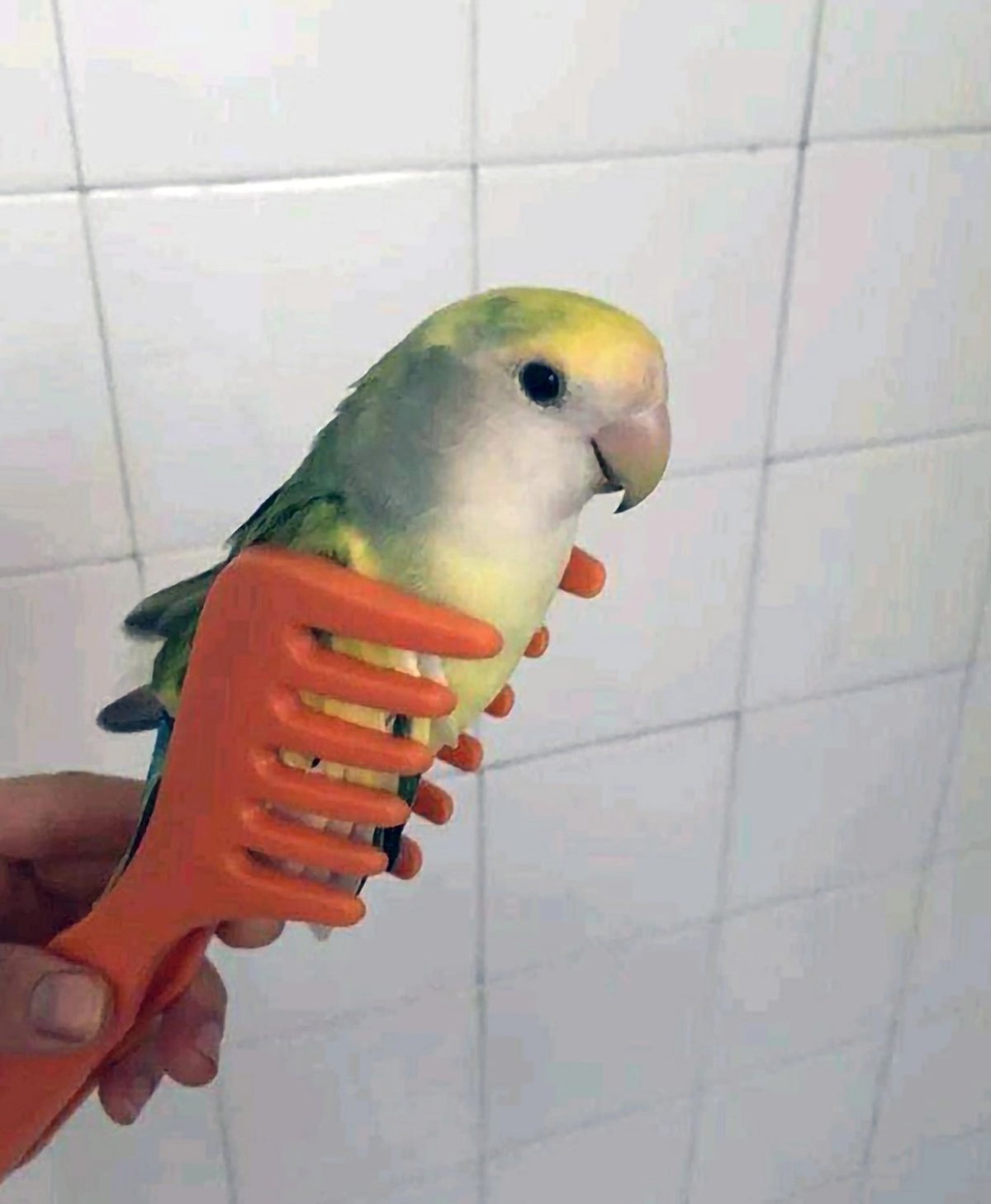 Мемы с попугаями