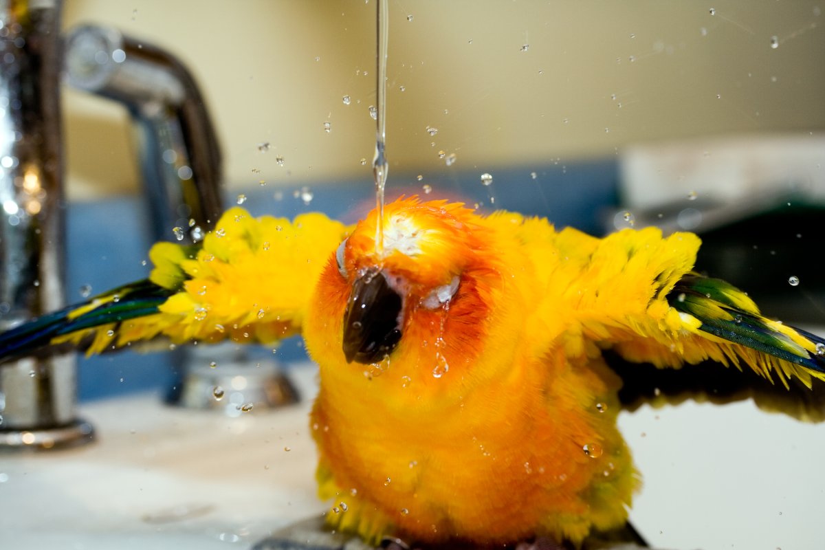 Мокрый попугай