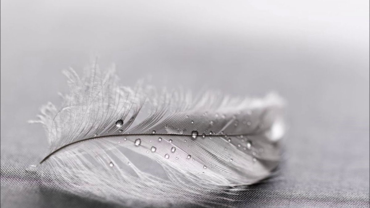 Нежные перья