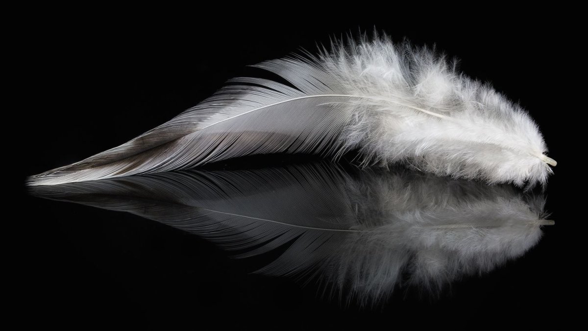 Белое перо