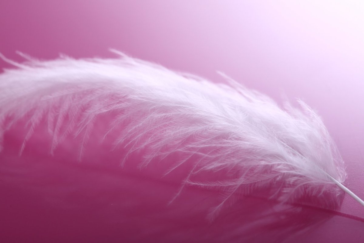 Розовое перышко